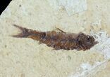 Fossil Fish (Knightia) Multiple Plate - Wyoming #47527-1